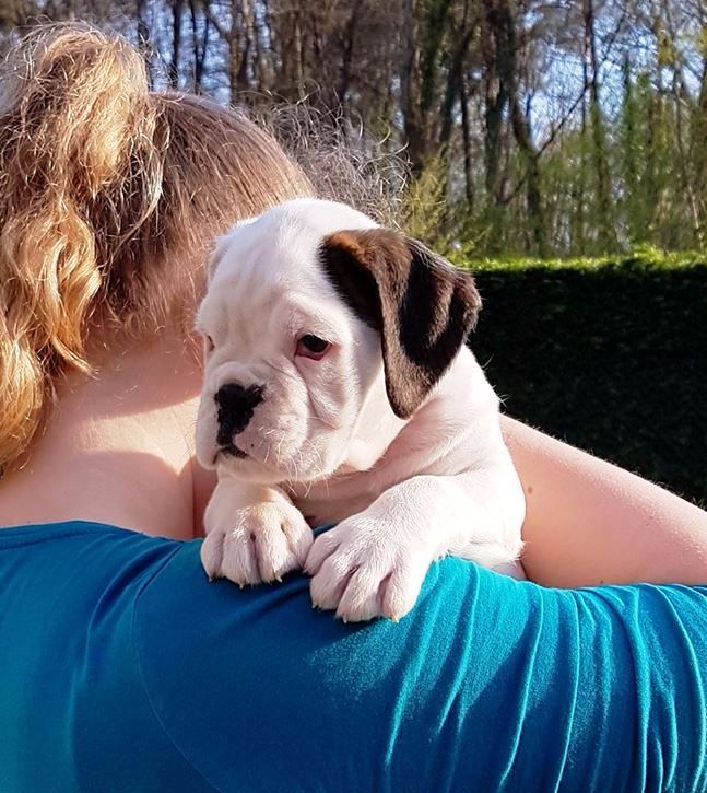 Des Caprices De Roxanne - Chiots disponibles - Boxer